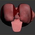 Visceral Human Body Visceral Human Body System Human Urinary System Human Circulatory System Human Body Internal Tissue 3d model