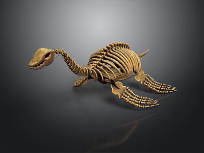 Turtle Skeleton With Detailed Bone Structure And Natural Lifelike Posture 3d model