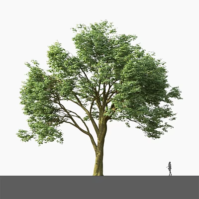 Tall Arbor With Lush Green Foliage And Small Figure For Scale 3d model