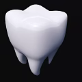 Human Tooth 3D Rendered White Structure with Natural Shape and Root Details 3d model