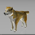 Shiba Inu Brown And White 3D Model Dog Standing On Dark Background With Shiny Coat