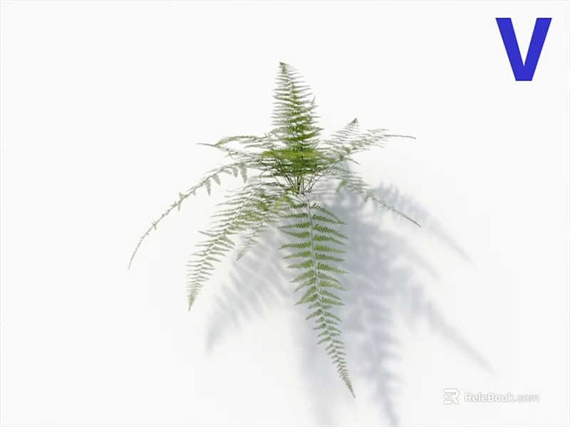 Lush Green Fern Plant With Delicate Fronds And Natural Shadow On White Background 3d model 