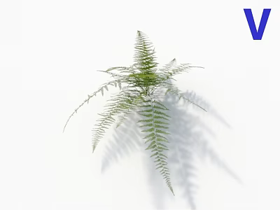 Lush Green Fern Plant With Delicate Fronds And Natural Shadow On White Background 3d model
