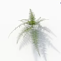 Lush Green Fern Plant With Delicate Fronds And Natural Shadow On White Background