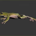 Green Tree Frog With Pink Toes On Black Background Showing Reflection 3d model