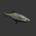 Shiny Silver Fish With Shiny Body Black Fins And Distinctive Eyes On Gray Background