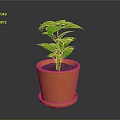 Green Potted Plant With Fresh Leaves In Orange Terracotta Pot And Saucer