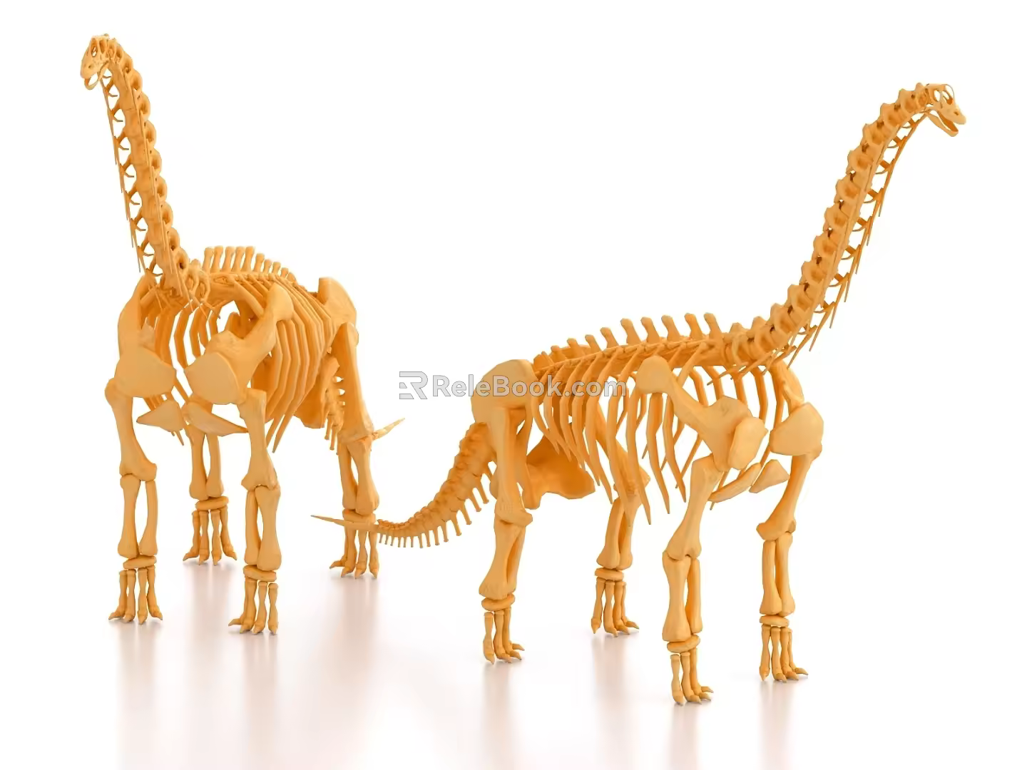 dinosaur fossil dinosaur bone dinosaur skeleton 3d model