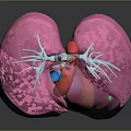 Detailed 3D Human Lung Anatomical Model Medical Device For Respiratory System Education And Training