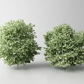 Two Green Arbor Trees With Lush Dense Leaves On Gray Background 3d model