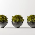 Three Green Spherical Bonsai Potted Plants in Black Bowl Shaped Pots with White Background