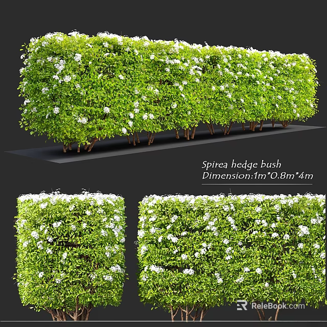 Spirea Hedge Bush Decorative Ornament Set With 2m×0.8m×1.4m Dimensions For Garden 3d model 