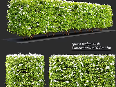 Spirea Hedge Bush Decorative Ornament Set With 2m×0.8m×1.4m Dimensions For Garden 3d model