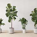 Indoor Potted Plants With Various Sizes Green Leaves And White Pots On Wooden Surface