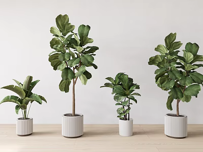 Indoor Potted Plants With Various Sizes Green Leaves And White Pots On Wooden Surface 3d model