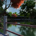 Scenic Landscape Bridge With Serene Pond Lush Trees Red Maple Leaves And Traditional Pavilion
