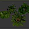 Various Green Foliage Plants In Black Planters For Indoor Home Decor