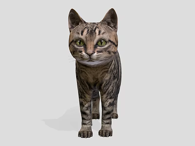 Tabby Cat with Green Eyes Standing in Front View Against Gray Background 3d model