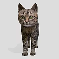 Tabby Cat with Green Eyes Standing in Front View Against Gray Background 3d model