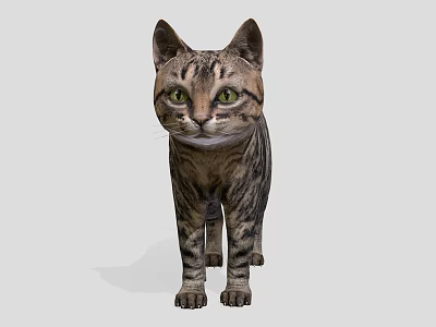 Tabby Cat with Green Eyes Standing in Front View Against Gray Background 3d model
