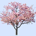 Beautiful Tree With Abundant Pink Blossoms Against Light Blue Sky