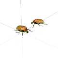Insect golden turtle 3d model
