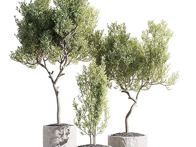 Unique Bonsai Potted Plants With Stone Pots And Natural Tree Shapes For Indoor Decoration 3d model