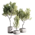 Unique Bonsai Potted Plants With Stone Pots And Natural Tree Shapes For Indoor Decoration