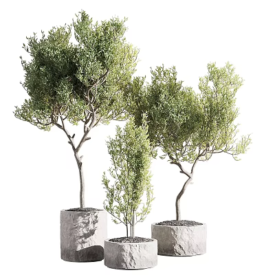 Unique Bonsai Potted Plants With Stone Pots And Natural Tree Shapes For Indoor Decoration 3d model
