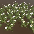 Lush Green Leaf Plant Blooming With White Flowers In Dense Cluster