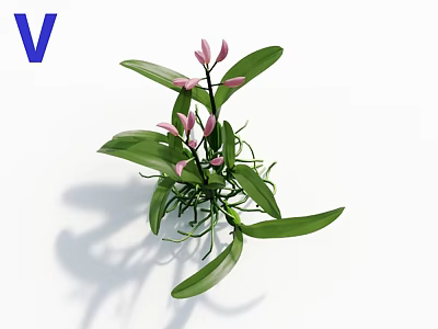 Plants with Pink Flowers and Green Leaves Stems on White Background Shadow 3d model