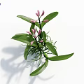 Plants with Pink Flowers and Green Leaves Stems on White Background Shadow