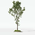 Tall Arbor With Lush Green Leaves And Brown Trunk On Circular Base With Fresh Grass