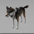 Realistic Wolf 3D Model Showcasing Detailed Fur and White Paws in Standing Pose