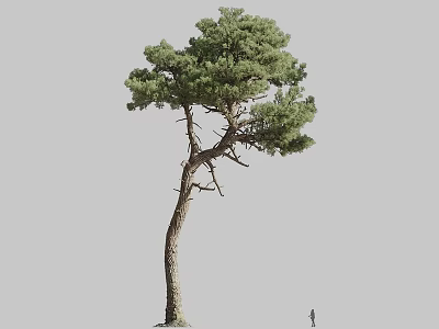Tall Pine Tree with Thick Brown Trunk and Dense Green Foliage in Natural Outdoor Environment 3d model