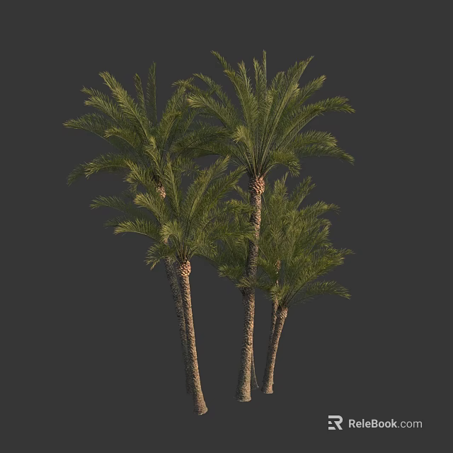 Tall Palm Trees With Green Fronds And Brown Trunks In Natural Setting 3d model