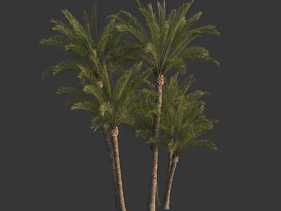 Tall Palm Trees With Green Fronds And Brown Trunks In Natural Setting 3d model