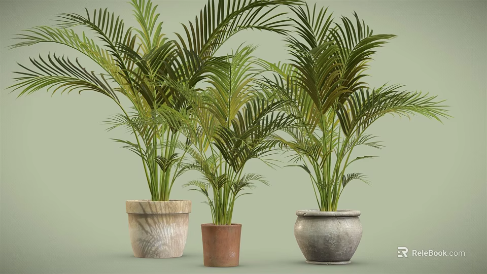 Potted Plants With Feathery Leaves Various Sizes Different Textured Pots Light Green Background 3d model 