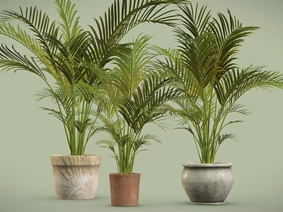 Potted Plants With Feathery Leaves Various Sizes Different Textured Pots Light Green Background 3d model