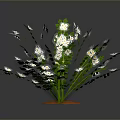 Green Leafy Plant with White Small Flowers Growing in Orange Soil Against Dark Background