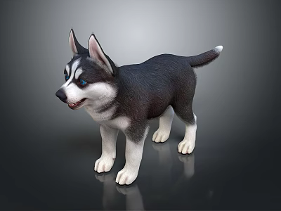 Cute Black And White Husky Puppy With Blue Eyes Wagging Tail Standing On Smooth Surface 3d model