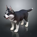 Cute Black And White Husky Puppy With Blue Eyes Wagging Tail Standing On Smooth Surface