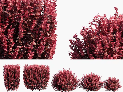 Red Leaf Shrubs With Various Trimmed Shapes And Lush Foliage For Garden Landscaping 3d model