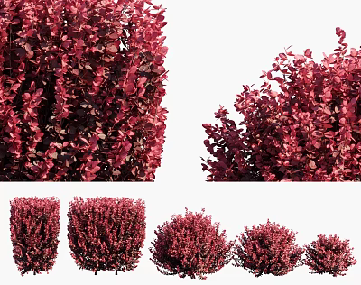 Modern Purple-leaf Berberis Berberis bush plant 3d model Modern Purple-leaf Berberis Berberis bush plant 3d model