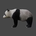 Realistic 3D Model of Standing Black and White Panda Bear in Neutral Gray Background