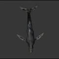 Realistic Blue Whale Model Displayed On Dark Background With Detailed Skin Texture Fins And Tail