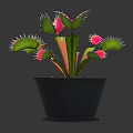 Venus Flytrap Plant with Pink Traps and Green Leaves in Black Pot for Indoor Gardening