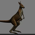 Realistic Brown Kangaroo Standing Upright With Joey In Pouch On Gray Background