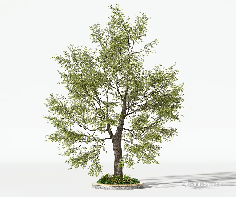 Outdoor Circular Tree Pit Featuring a Tall Tree with Green Leaves and Lush Grass 3d model 
