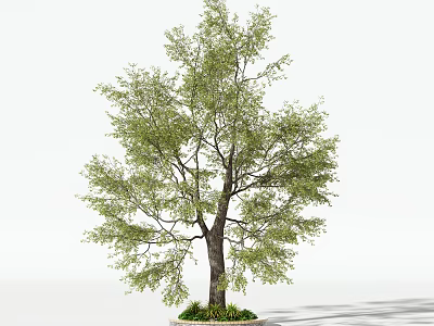 Outdoor Circular Tree Pit Featuring a Tall Tree with Green Leaves and Lush Grass 3d model